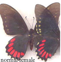 Mimoides phaon f.eridas abberant (Internet Image property of respective owner, non-commercial use only)